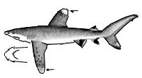XC_longimanus.jpg
