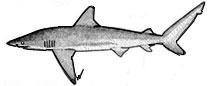 XCbrachiurus.jpg