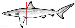 XCbrevipinna.jpg