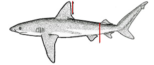 XCgalapagensis.jpg
