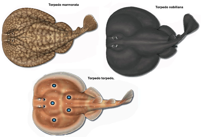 Torpedo_varios.jpg
