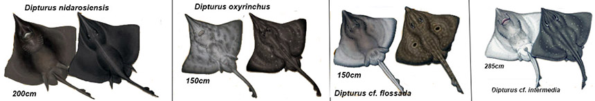 Claves_001.jpg