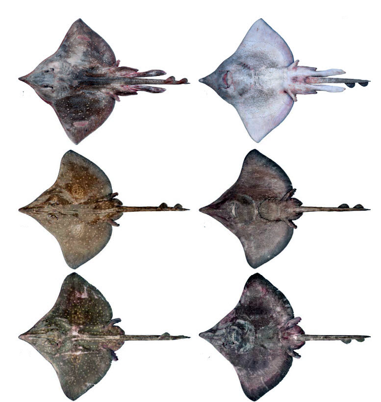 Dipturus_intermedia_04.jpg