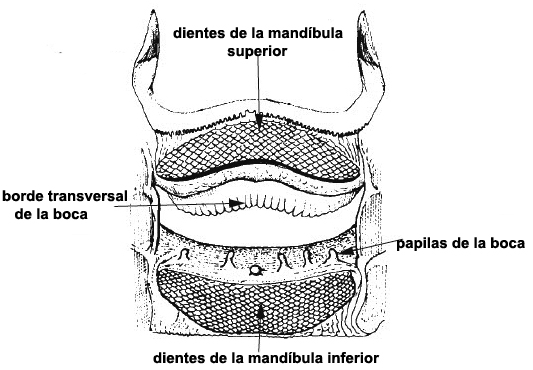 Clave_Dasyatis_bis.jpg