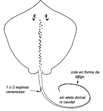 dibujo_dasyatis.jpg