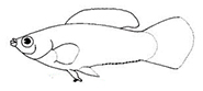Poecilia_claves.jpg
