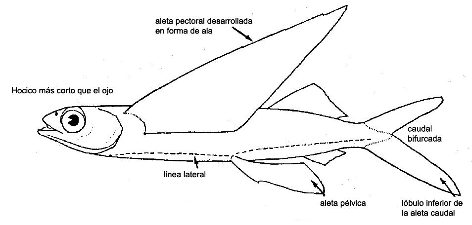 Exocoetidae_01