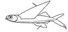 Exocoetidae_claves