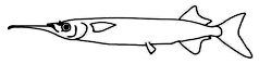 Hemiranphidae_claves