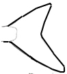 HyporhamphusClave).jpg
