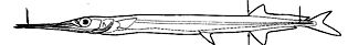 Belonidae_Claves
