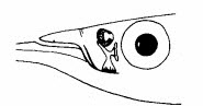 Hemiramphus