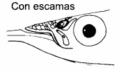 Hyporhamphus.jpg