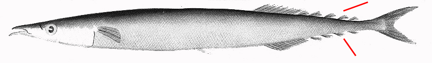 Scomberesocidae_01.jpg