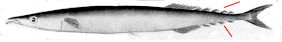 Scomberesocidae_claves