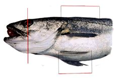 merluccius_claves_01.jpg
