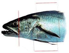 merluccius_claves_02.jpg