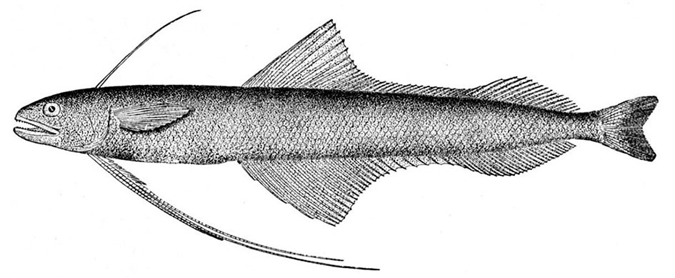 Bregmaceros-atlanticus_003.jpg