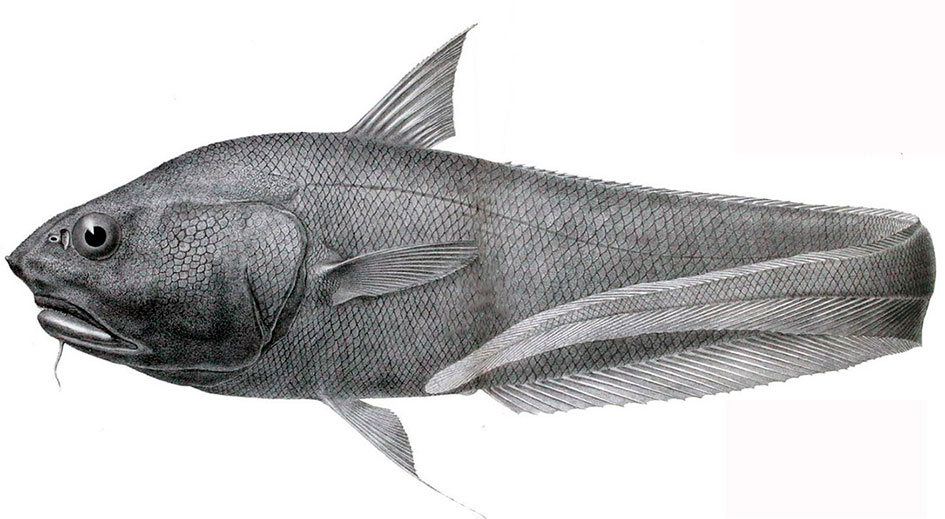 Coryphaenoides-rudis_001bisbis.jpg