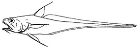 BATHYGADIDAE