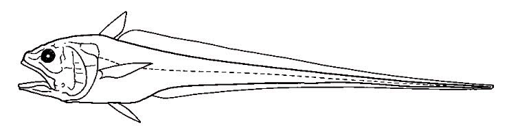 Bathygadus-favosus_01_bis.jpg