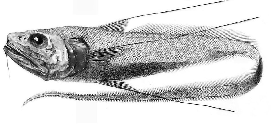 Gadomus-longifilis_01.jpg