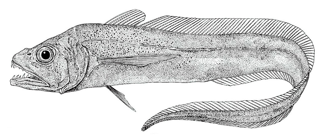 Lyconus-brachycolus_01.jpg