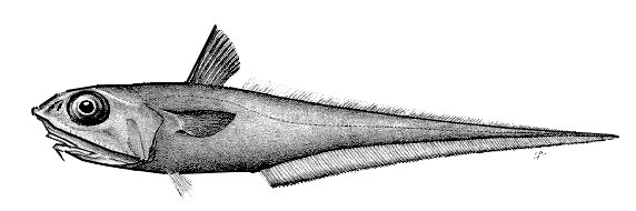 Macrourus-berglax_0001.jpg