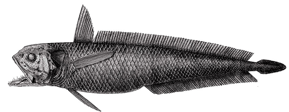 Melanonus-zugmayeri_01.jpg