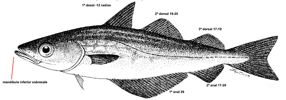 Pollachius-pollachius_001.jpg