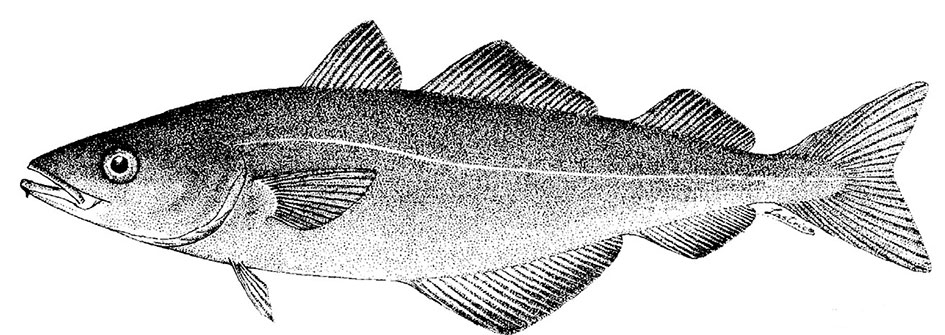 Pollachius-virens_001.jpg