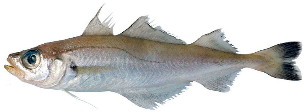 Trisopteros-esmarkii_02.jpg
