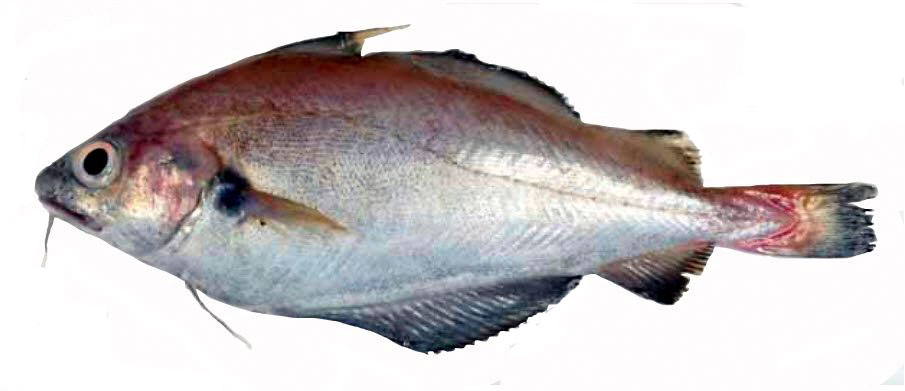 Trisopterus-luscus_00555.jpg