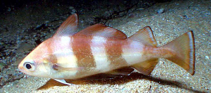 Trisopterus-luscus_08.jpg