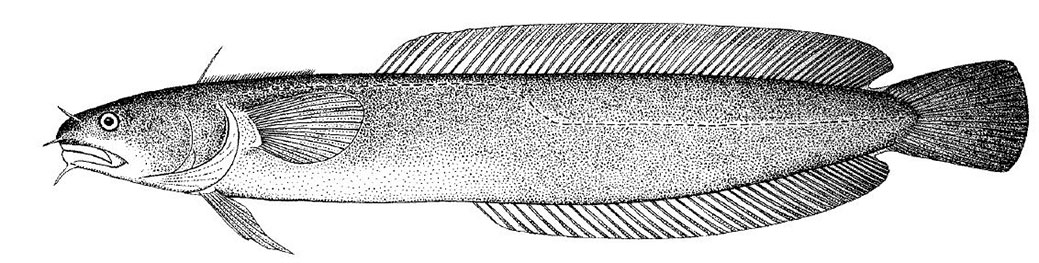 Ciliata-mustela_01.jpg