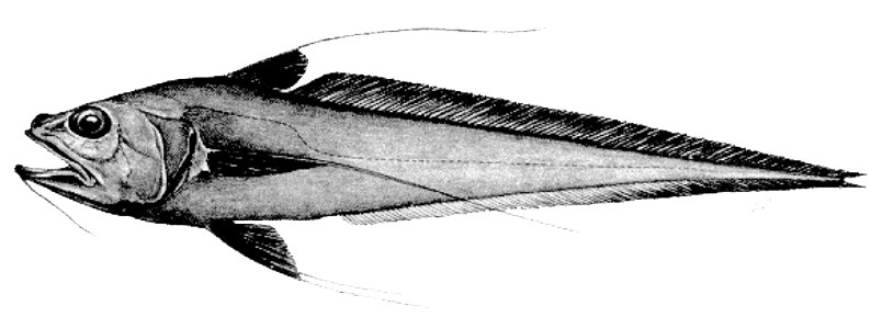 Gadomus-arcuatus_01.jpg