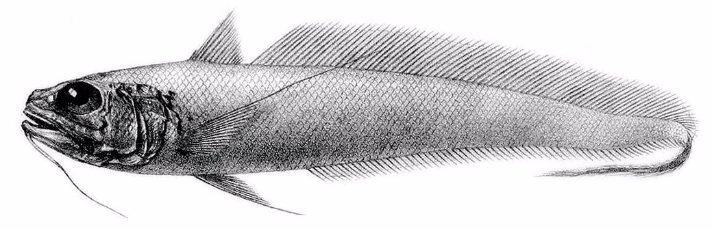 Gadomus-dispar_001.jpg