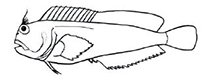 Blennidae_claves.jpg