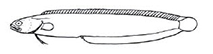 Clinidae_claves.jpg