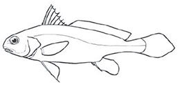 Familia-Sciaenidae_claves.jpg
