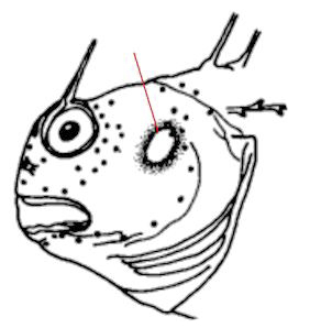 Aidablennius_clave
