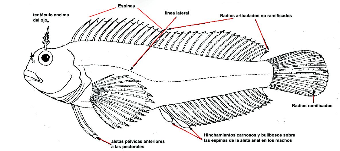Blennidae_dibujo