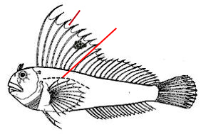 Blennius_claves