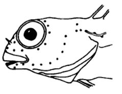 Lipophrys_claves