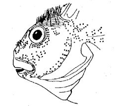 Scartella_claves