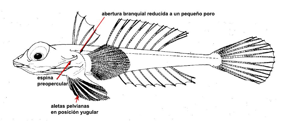 Callionymidae_claves