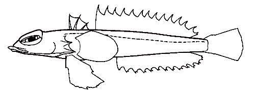 Draconettidae