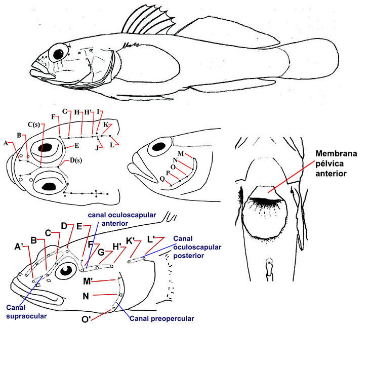 Gobidae
