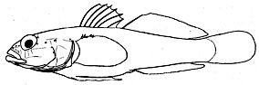 Gobius_clave