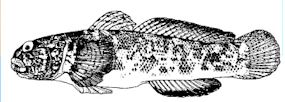 Lesueurigobius_claves